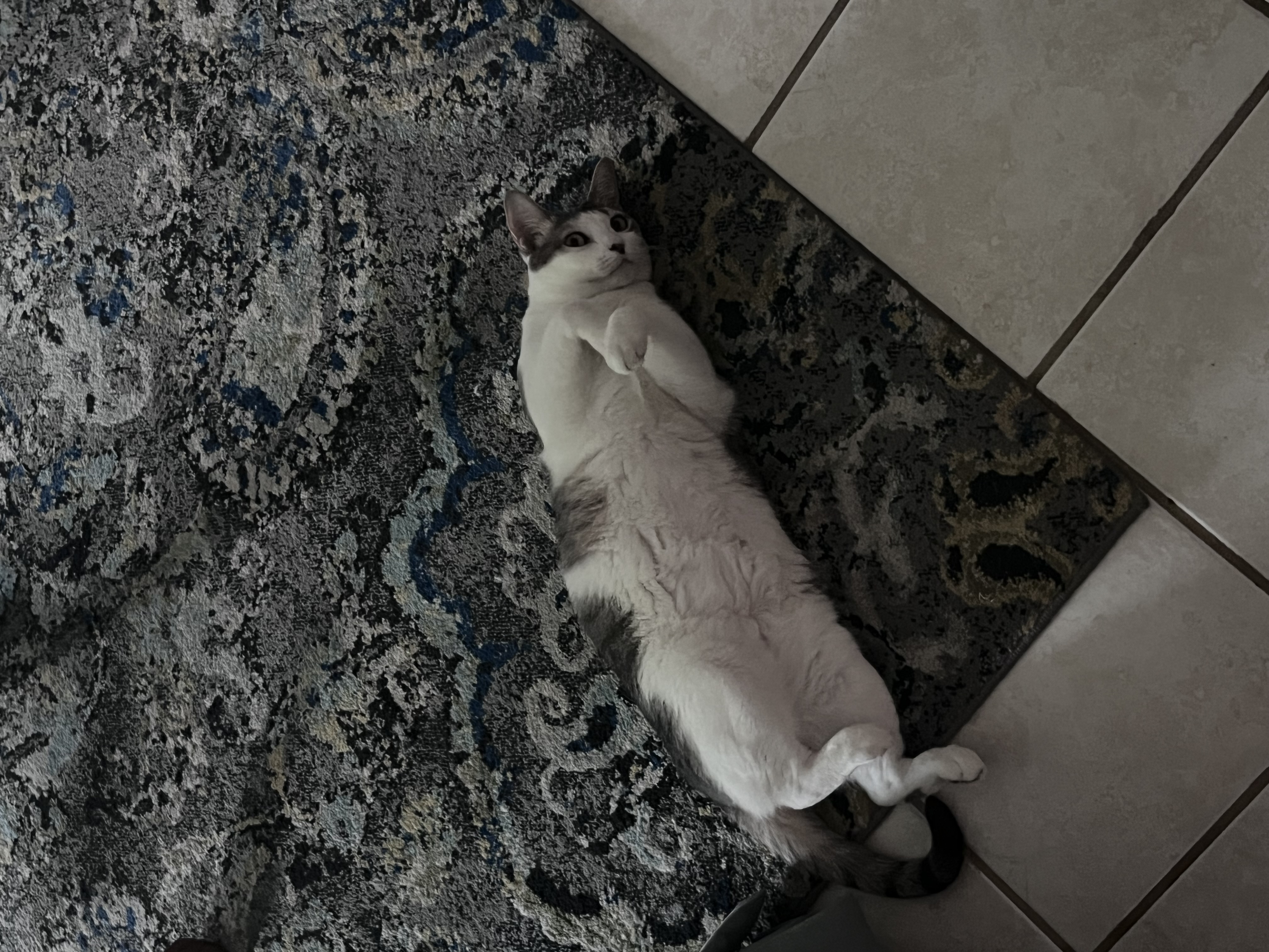 cat