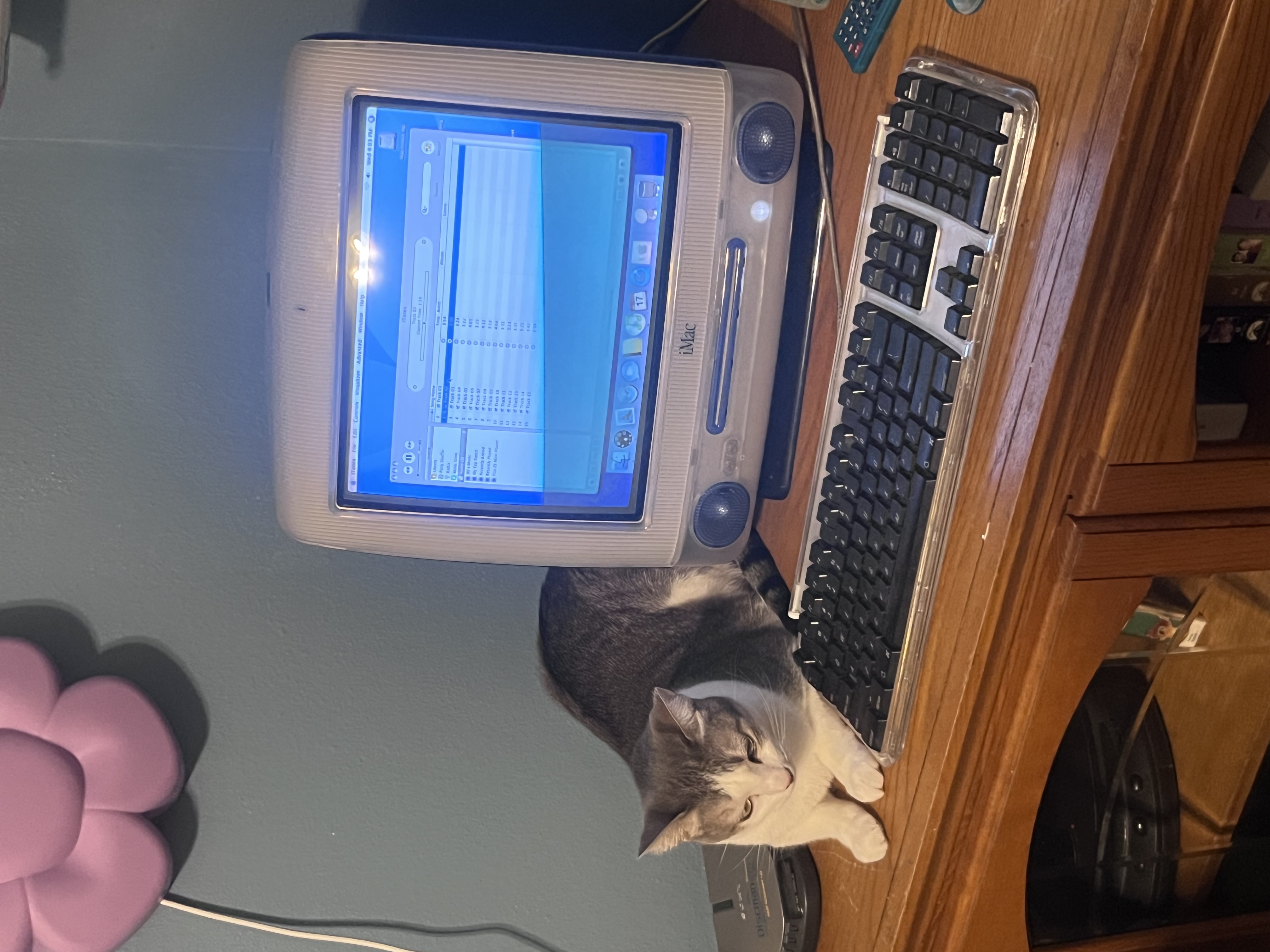 cat