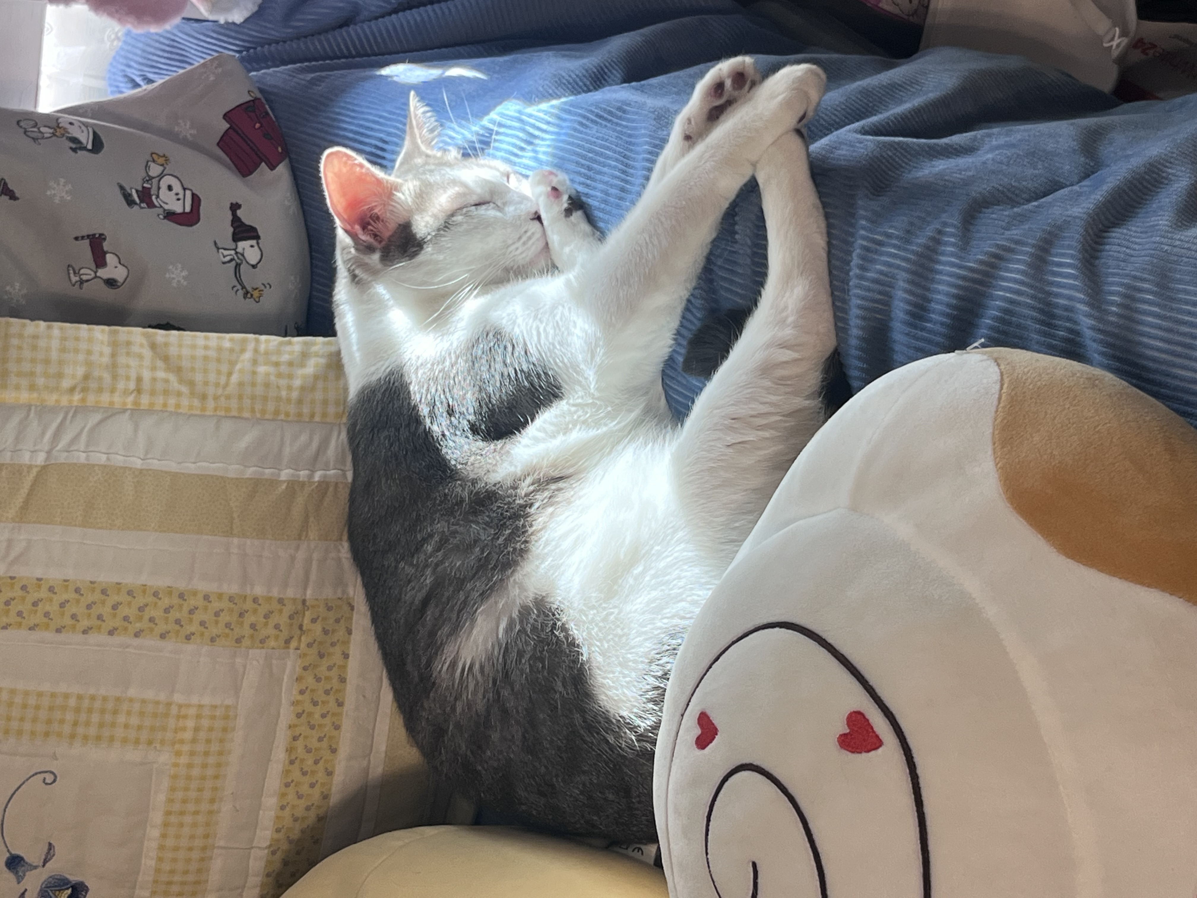 cat