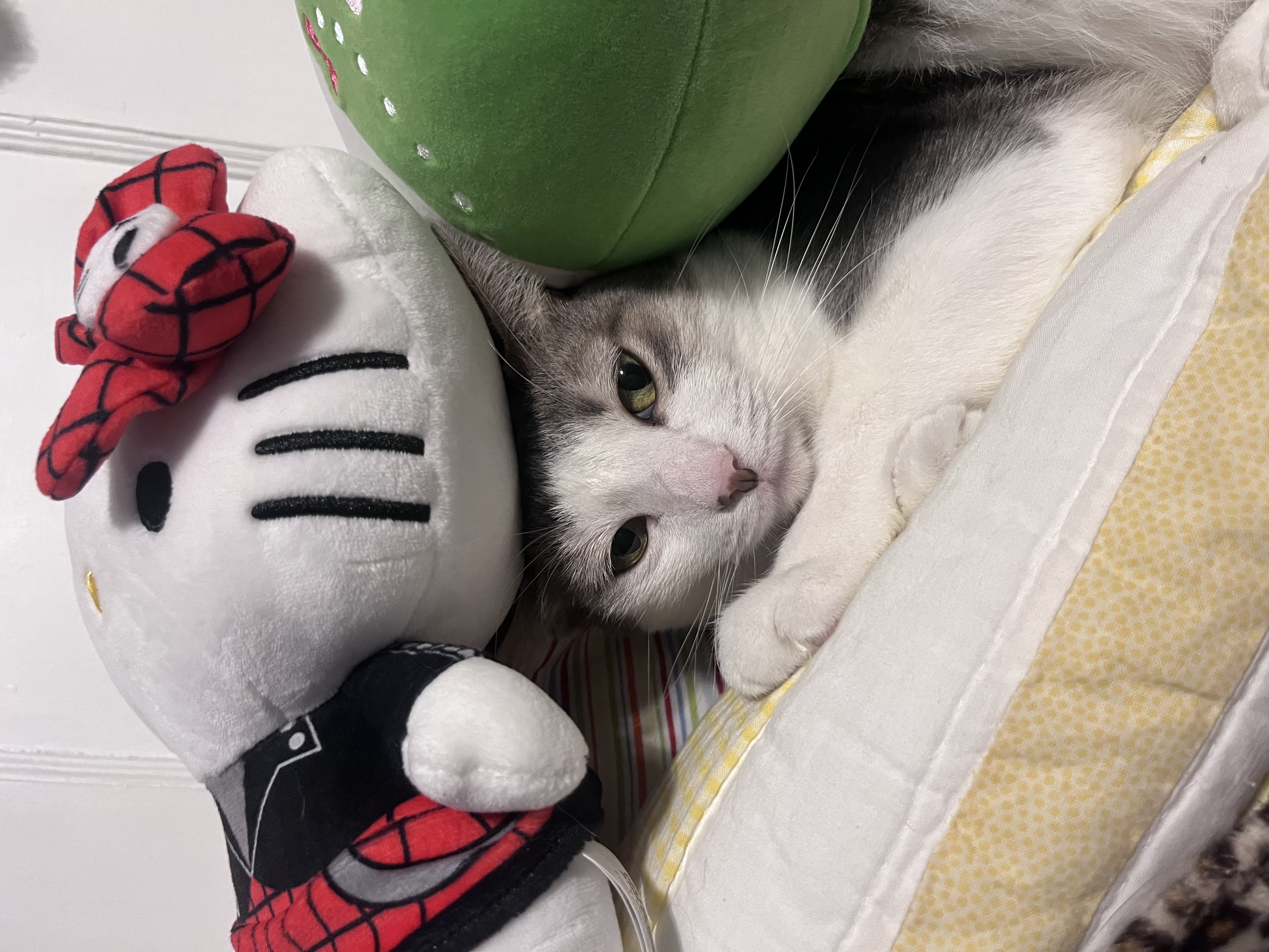 cat