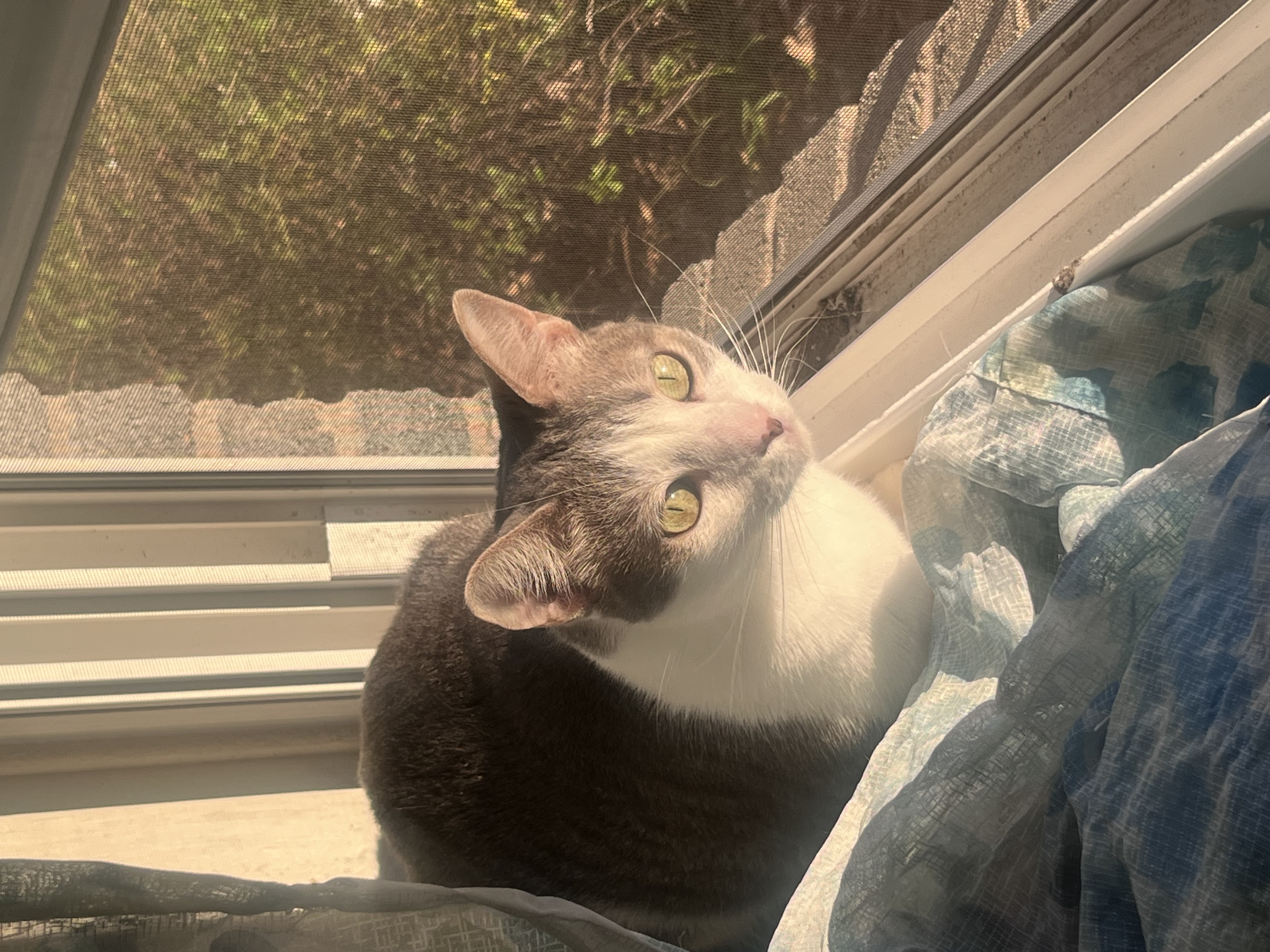 cat