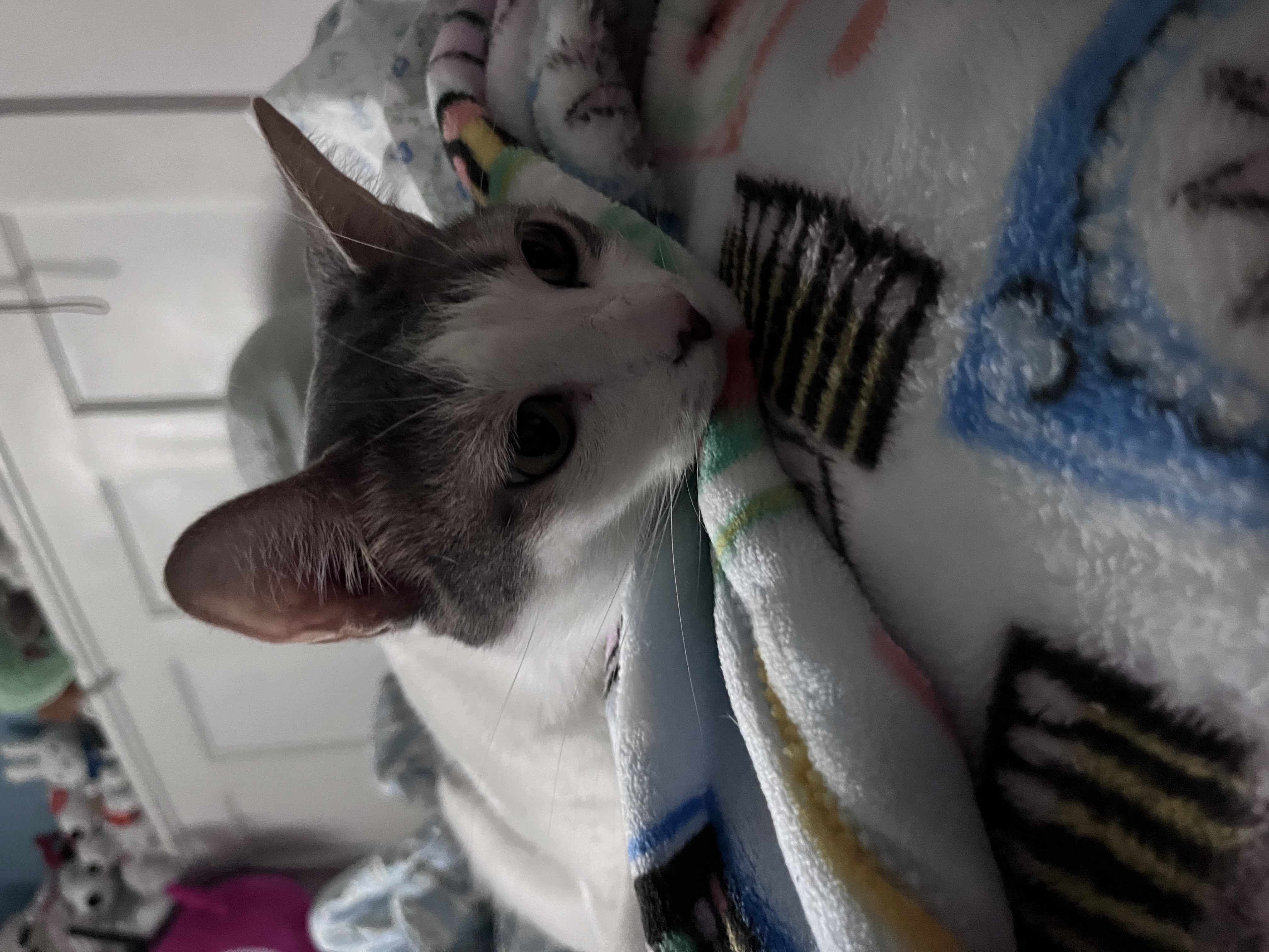 cat
