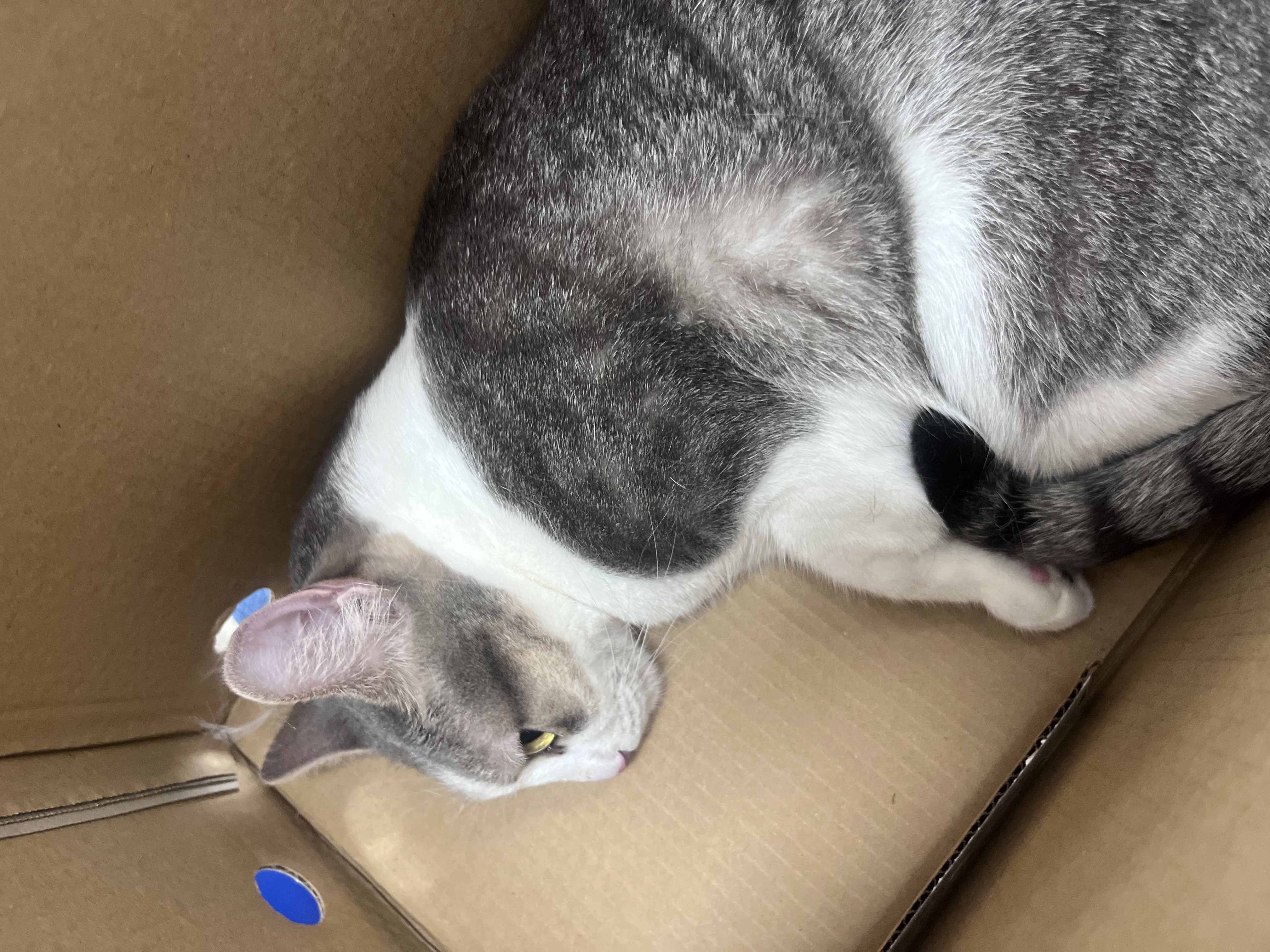 cat