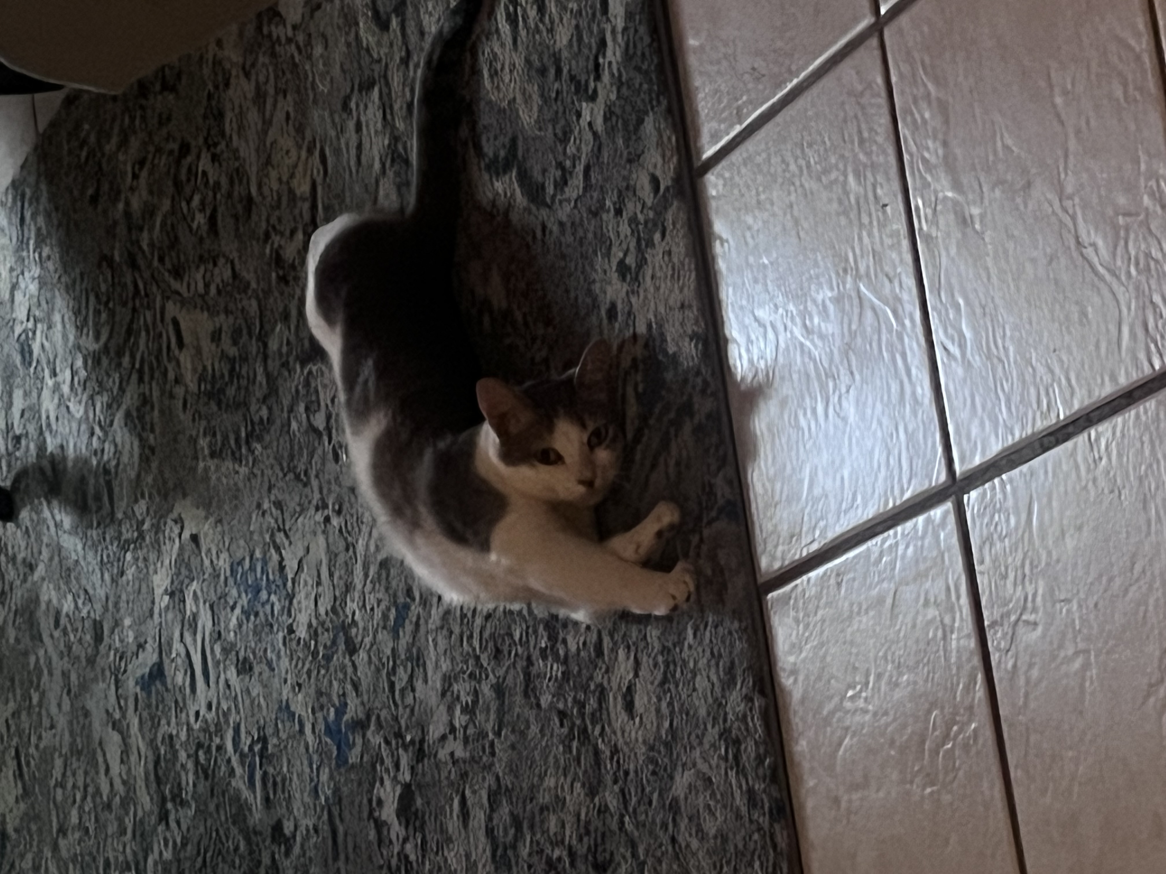 cat